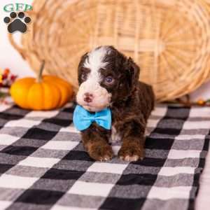 Hawk, Bernedoodle Puppy